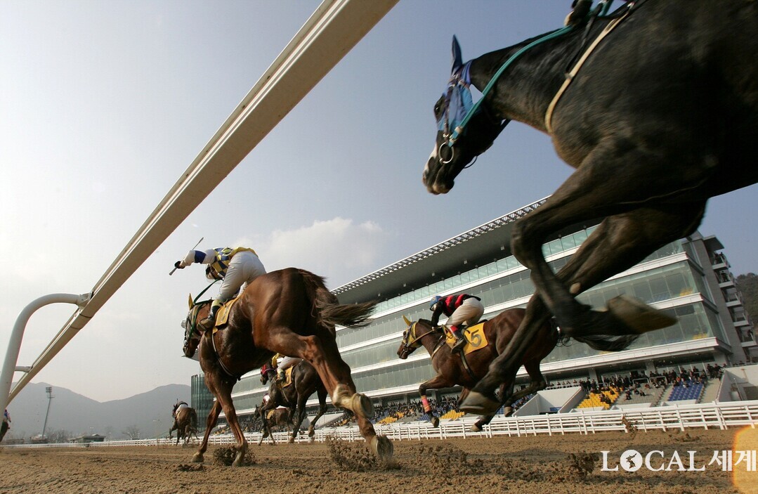 렛츠런파크 부산경남의 주말 경마 장면. 경주마들이 치열한 각축전을 벌이고 있다. 렛부경 제공