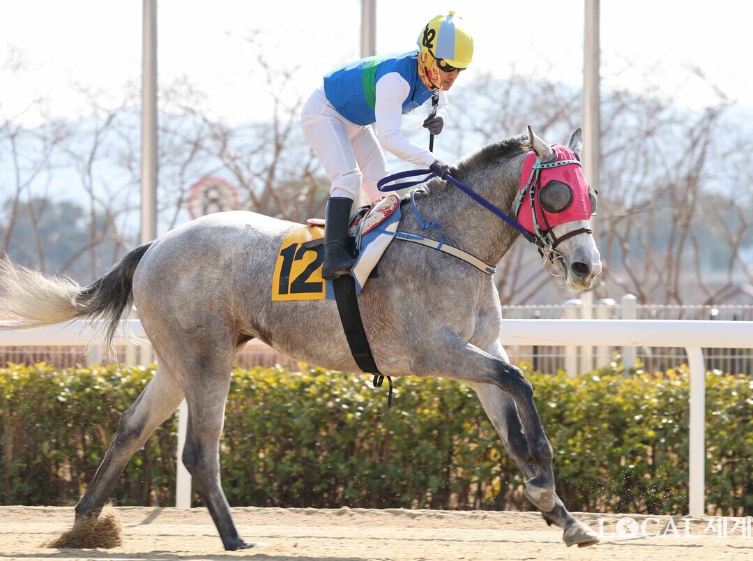 이성재(42세) 경마 기수가 지난 16일 1400m로 펼쳐진 부경 2경주에서 경주마 ‘닥터캐슬(백광열 조교사, 권혁희 마주)’에 기승, 역주하고 있다.  렛부경 제공 