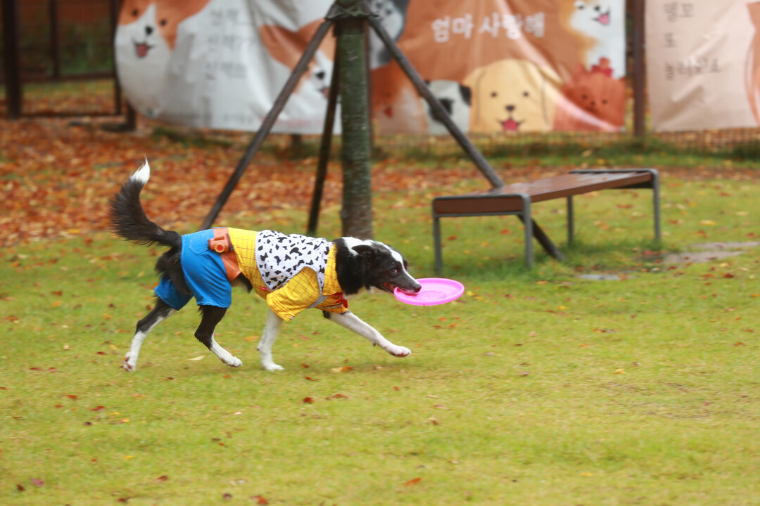 태백시는 오는 3월 1일부터 지난해 12월부터 동절기 기온 저하 등으로 휴장했던 반려동물 놀이터를 개장하여 운영한다.태백시 제공