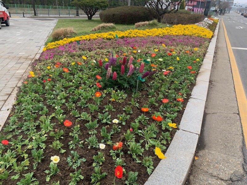 처인구청 인근 도로변 화단에 식재된 봄꽃. 용인시 제공