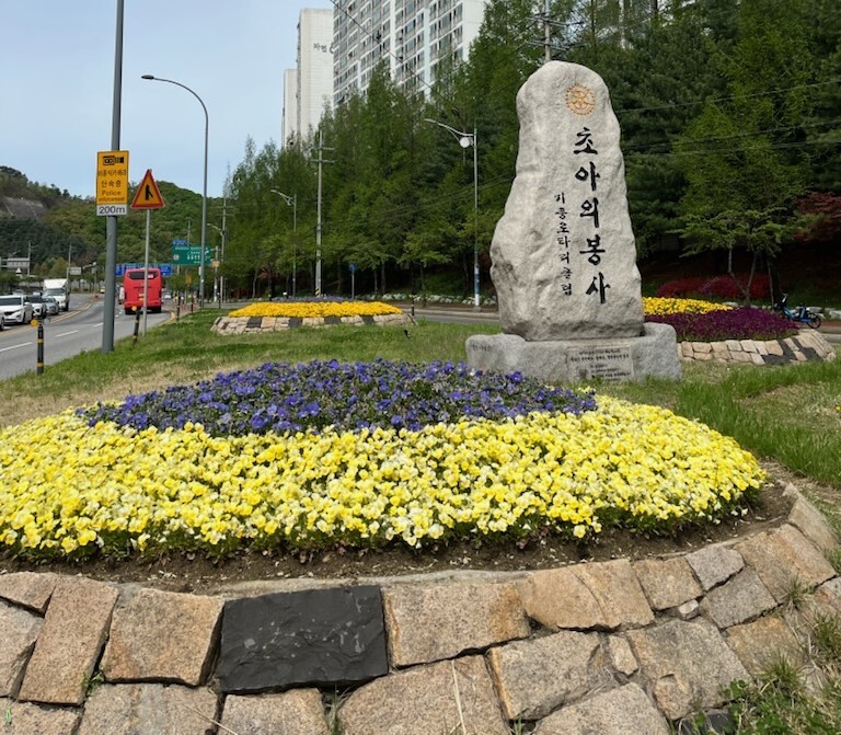 기흥구 교통섬 꽃 식재 모습.용인시 제공