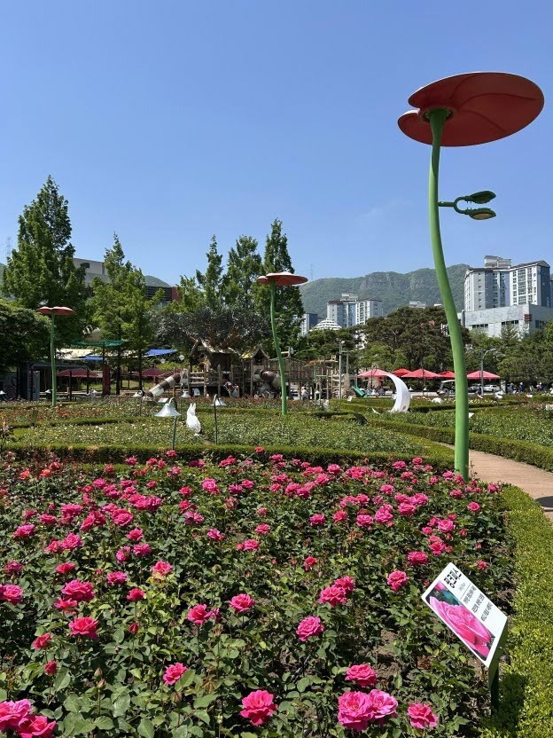 구목정공원에는 산책로를 따라 169종 약 1만 5천 주의 장미의 절미의 절정을 볼수 있다.기장군 제공