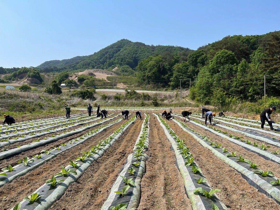 지난해 농촌 일손돕기에 투입된 화천군청 직원들이 간동면에서 영농작업을 벌이고 있다