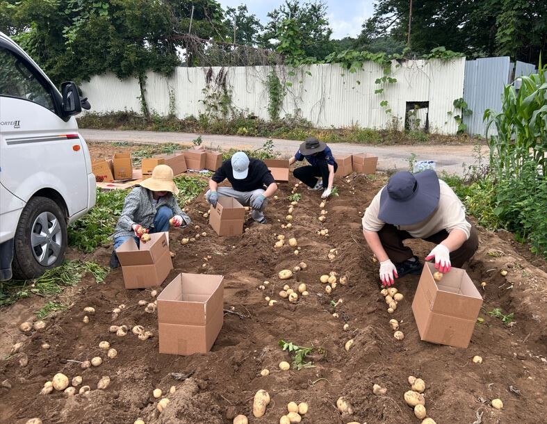 죽전3동 지역사회보장협의체가 감자 200kg을 기부하는 수확행사를 진행했다.