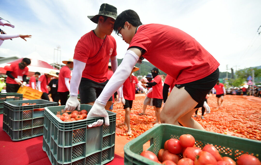 2일 사내면 사창리에서 열리고 있는 2025 화천토마토축제장에서 