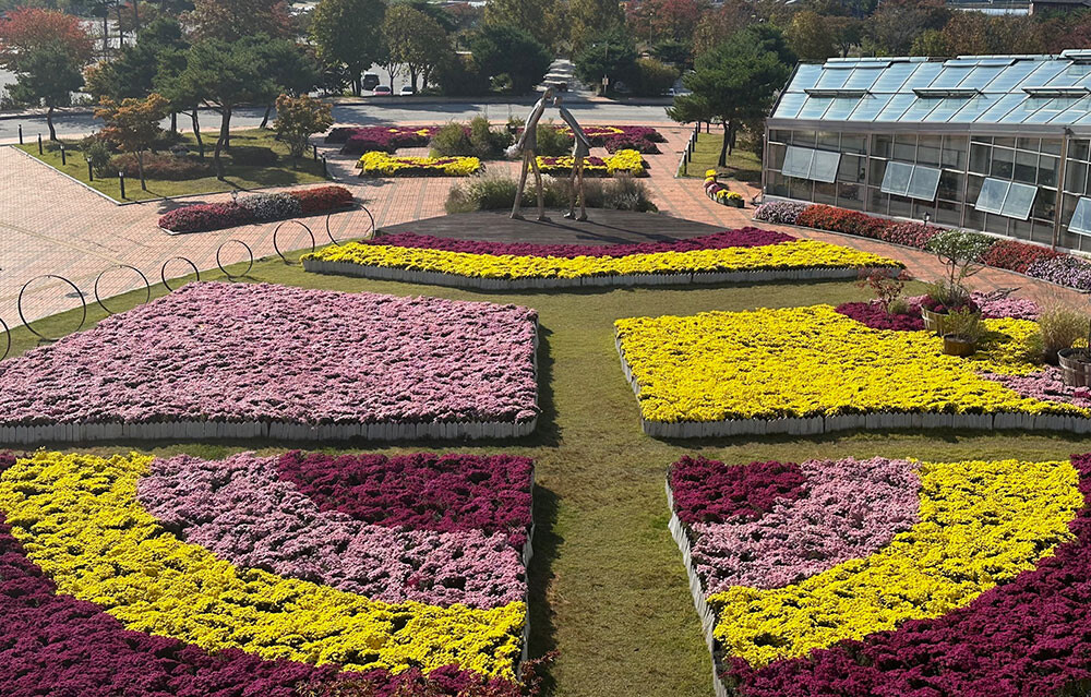 지리산 허브밸리, 가을 햇살에 반짝이는 국화와 코스모스로 물들다. 남원시 제공