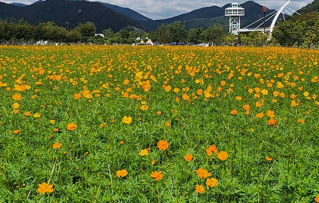 색동옷 입은 ‘양산 황산공원’, 가을...