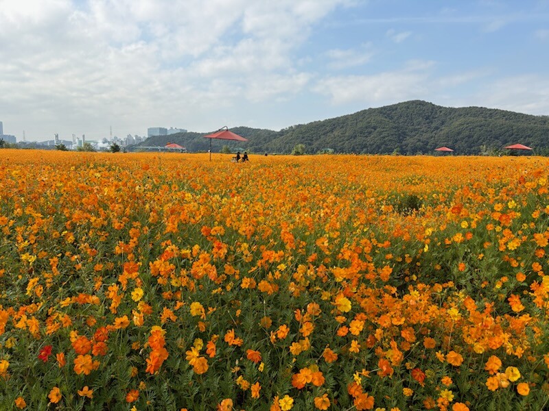 용인특례시는 기흥호수공원에 황화코스모스 경관단지를 조성했다.용인시 제공