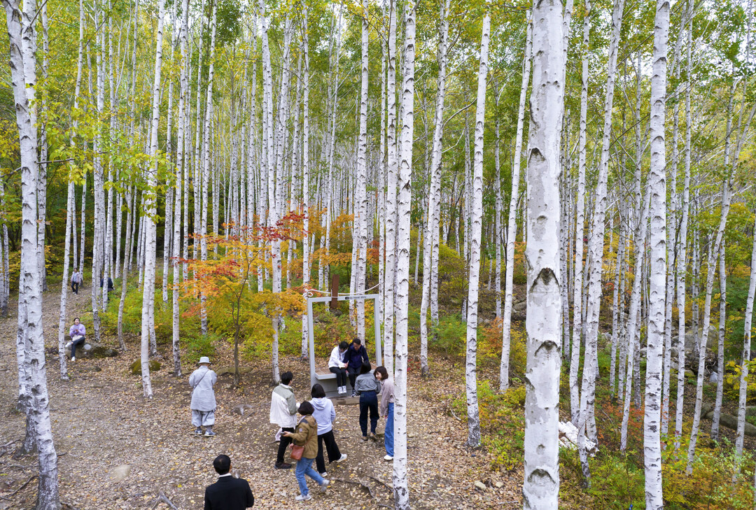경북 영양 자작나무숲. 영양군 제공