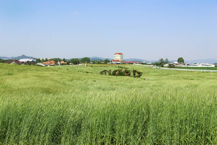 조사료. 농협 제공