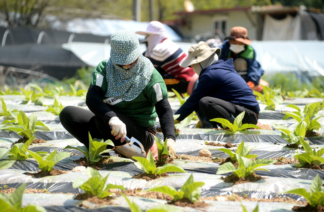  화천지역 외국인 계절 근로자