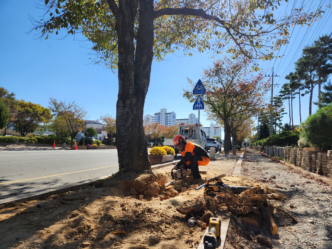 가로수 돌출 뿌리 정비사업. 의성군 제공