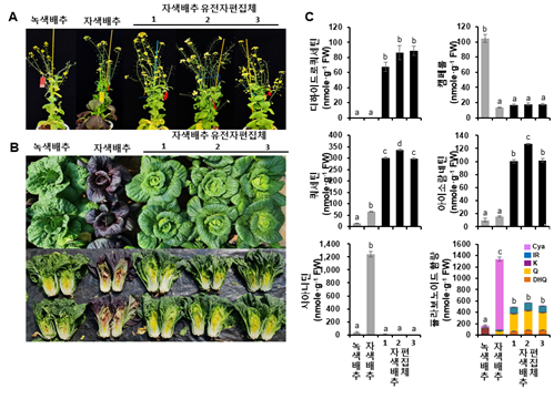 자색배추의 녹색화 표현형 및 주요 플라보노이드의 함량 변화. 농촌진흥청 제공 