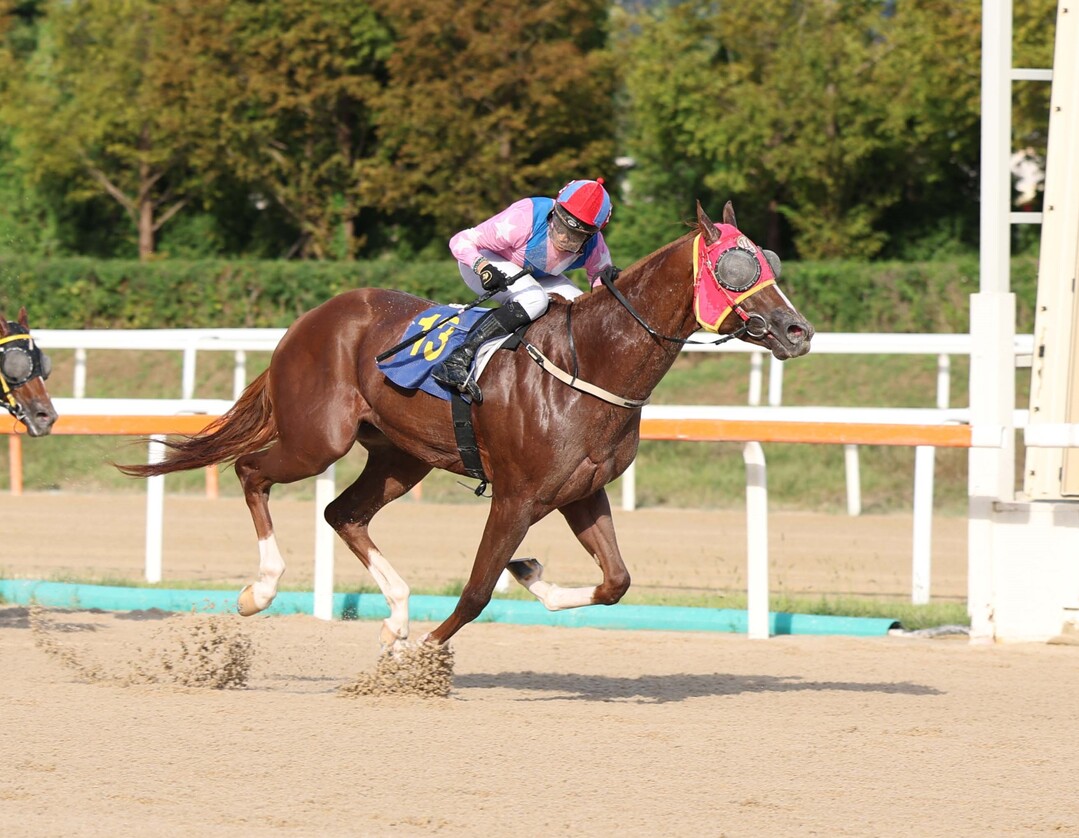 문화일보배 우승마 