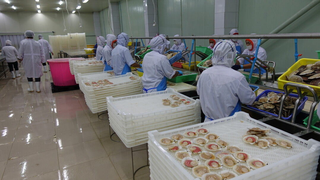 가리비 가공 작업 현장 태국공장.  부산식약청 제공