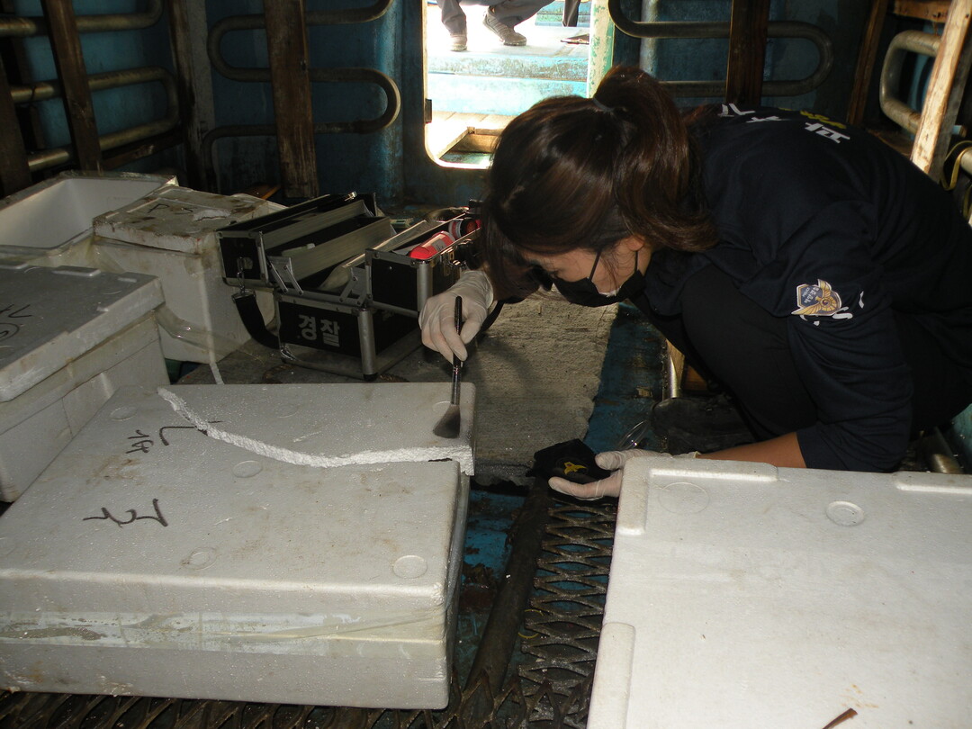 범죄(절도)현장 지문 확인 중인 해양경찰.