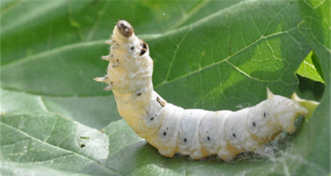 숙잠 (5령7~8일 누에)