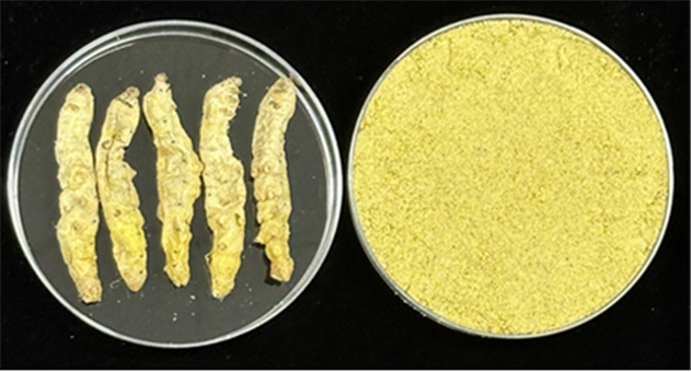 홍잠 원물과 분말