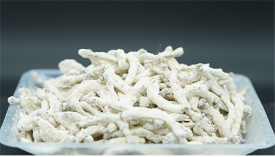 생산된 백강잠. 농진청 제공