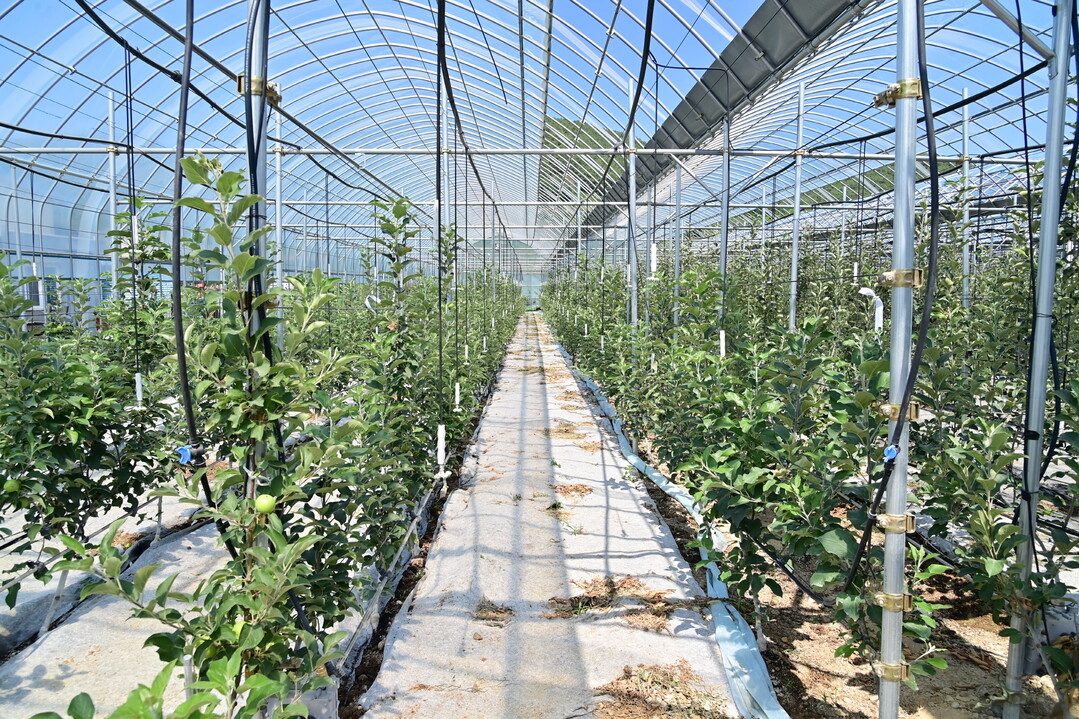 청송군, 스마트과수원 특화단지 조성 ...