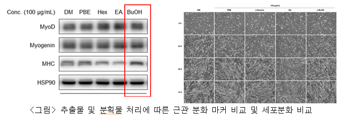 식용곤충 꽃벵이 추출물, 근감소 억제...