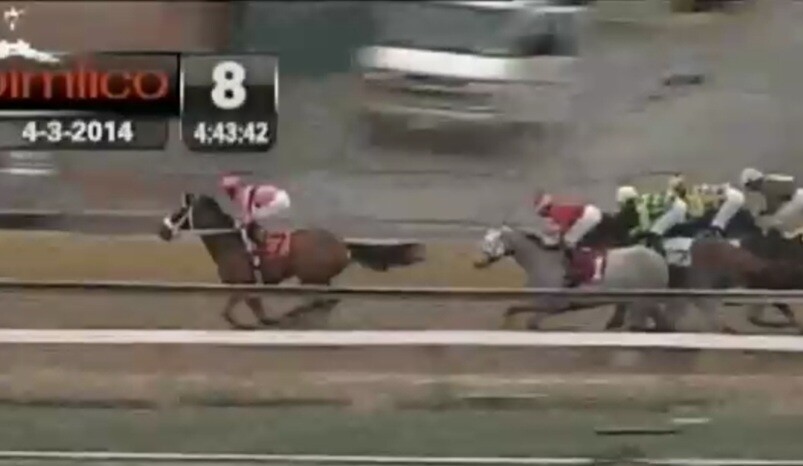 2013년 최우수 3세마로 선정된 메이저킹(암말)이 2014년 4월 3일 미국 원정 데뷔전에서 초반에 선두로 나서 질주하고 있는 장면. 그러나 초반에 너무 무리했는지 곡선주로를 지나면서 결국 출전 마 6두 중 꼴찌를 기록해 한국 경마팬들을 실망시켰다. 기록도 국내 기록에도 미치지 못했다.  인터넷 캡처 