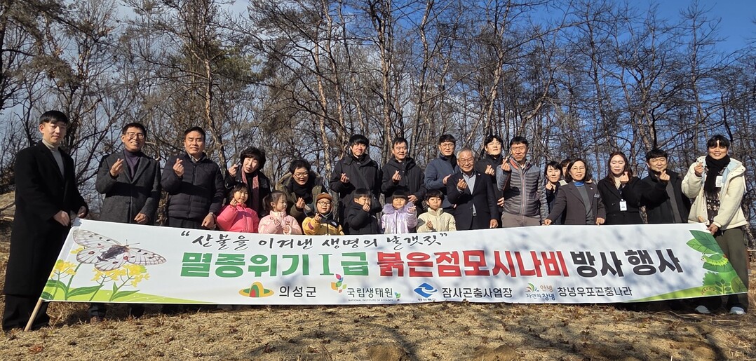 붉은점모시나비 유충 방사. 의성군 제공