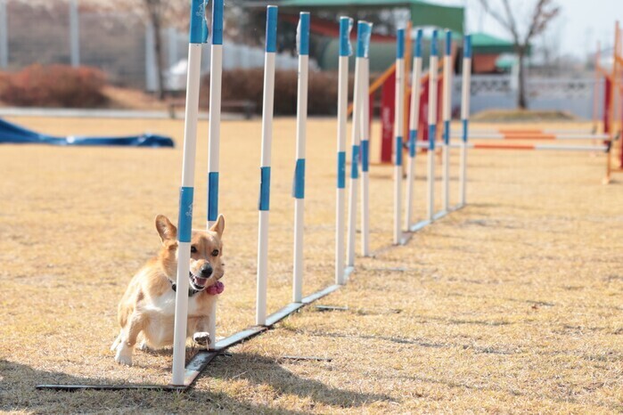 반려동물 동반 식당, ‘위생·안전 기준’ 공식화…3월부터 제도권 안착