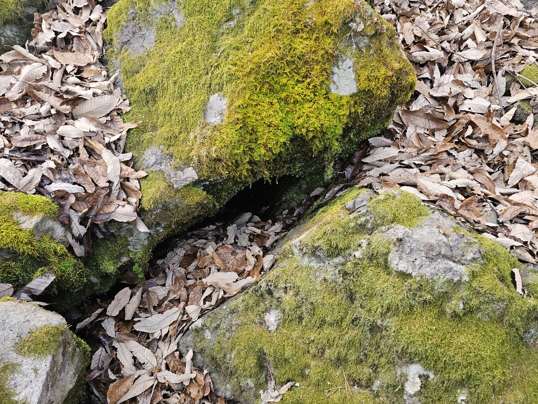 빙계계곡 온혈지대. 의성군 제공