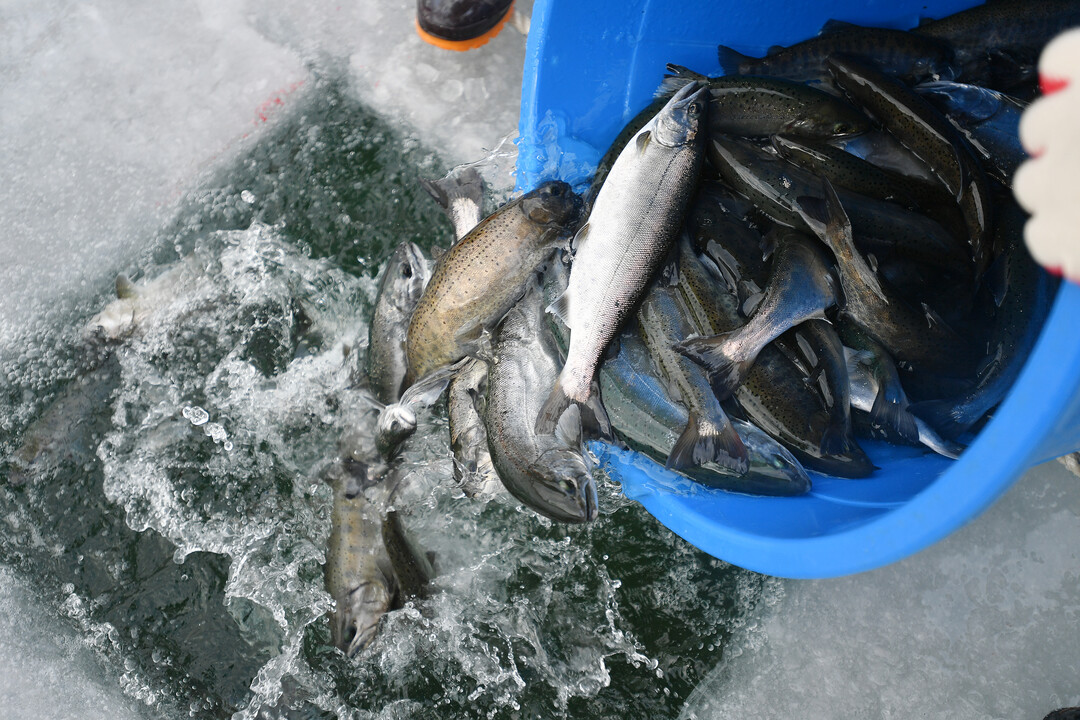 2026 얼음나라 화천산천어축제 개막을 하루 앞둔 9일, 오전부터 축제가 열리는 화천천에 축양장에서 수온 적응을 마친 산천어들이 방양되고 있다. 