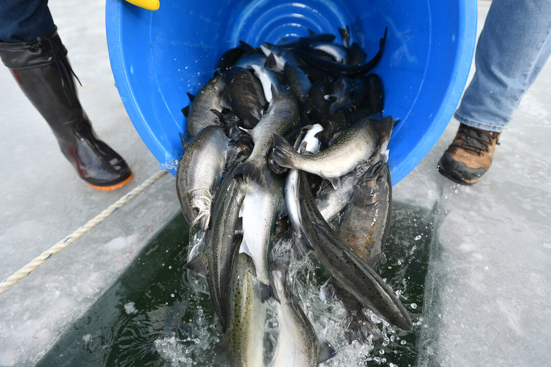 2026 얼음나라 화천산천어축제 개막을 하루 앞둔 9일, 오전부터 축제가 열리는 화천천에 축양장에서 수온 적응을 마친 산천어들이 방양되고 있다. 