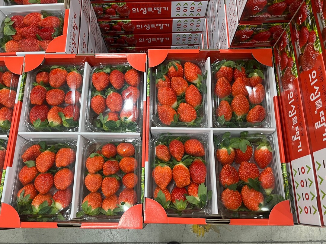의성진 딸기. 의성군 제공