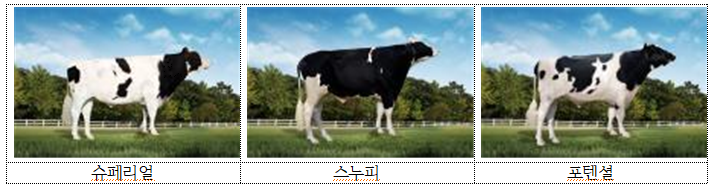 한국형 젖소 개량 이끌 ‘보증씨수소’...