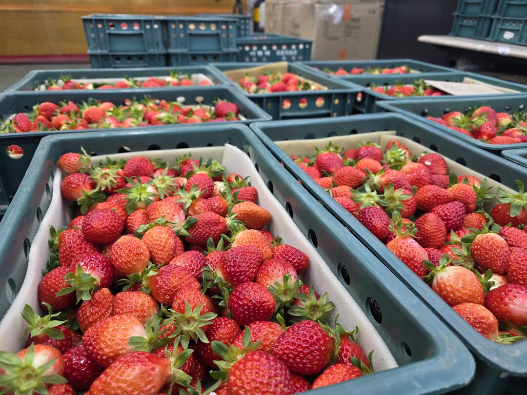남원 설향딸기 올해 홍콩으로 첫 수출. 남원시 제공