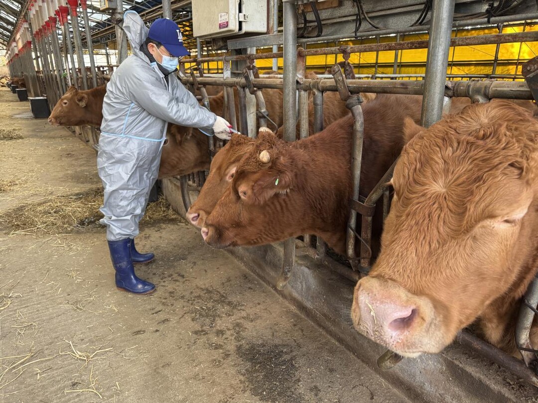 가축전염병 예방백신 일제접종