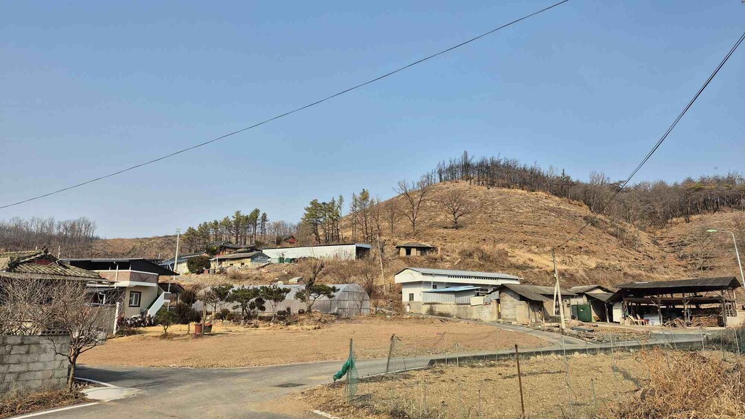 산불피해지 위험목 제거사업. 의성군 제공 