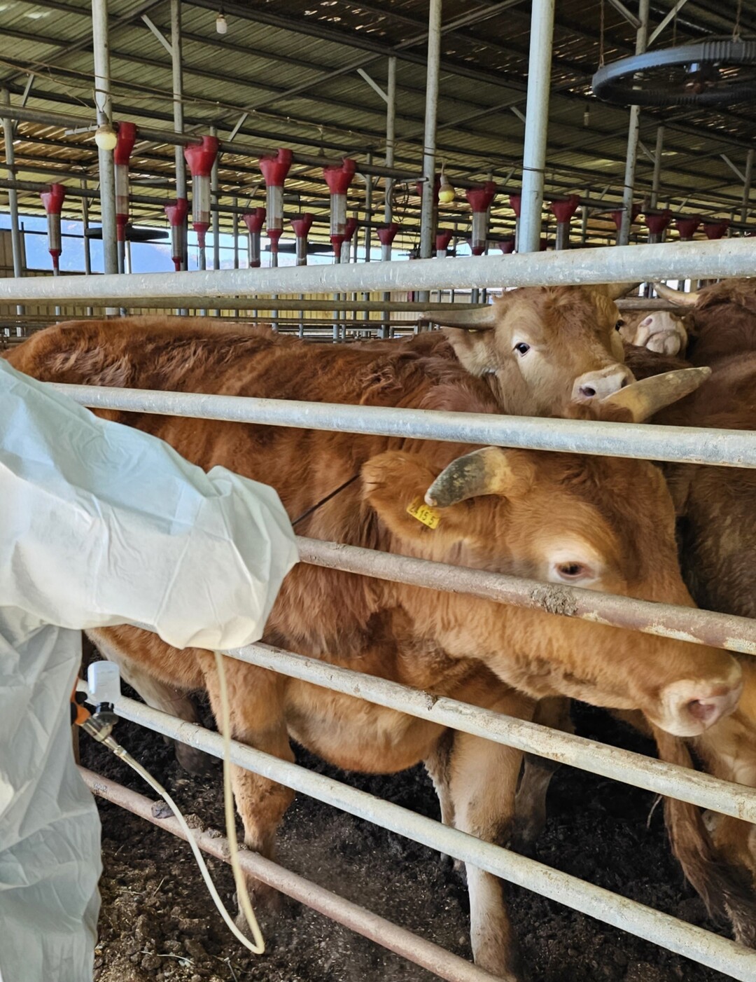 구제역백신 일제접종