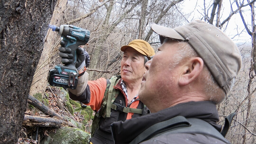 지리산뱀사골 고로쇠 수액 채취 시작. 남원시 제공