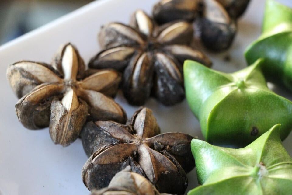 아마존 지역을 원산지로 하는 견과류 &lsquo;사차인치(Sacha Inchi)&rsquo;