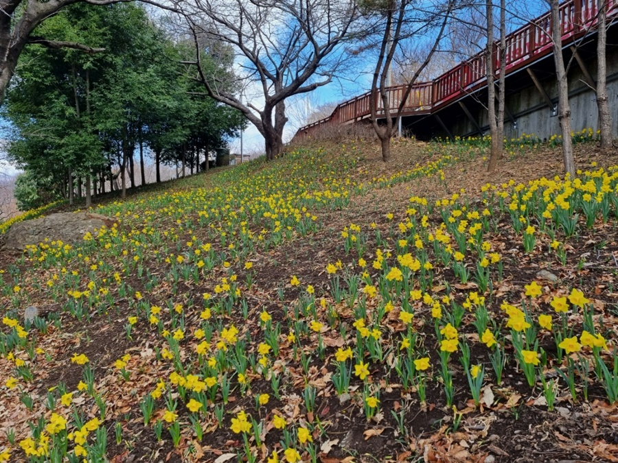 2026년 황령산유원지 수서화. 남구청 제공