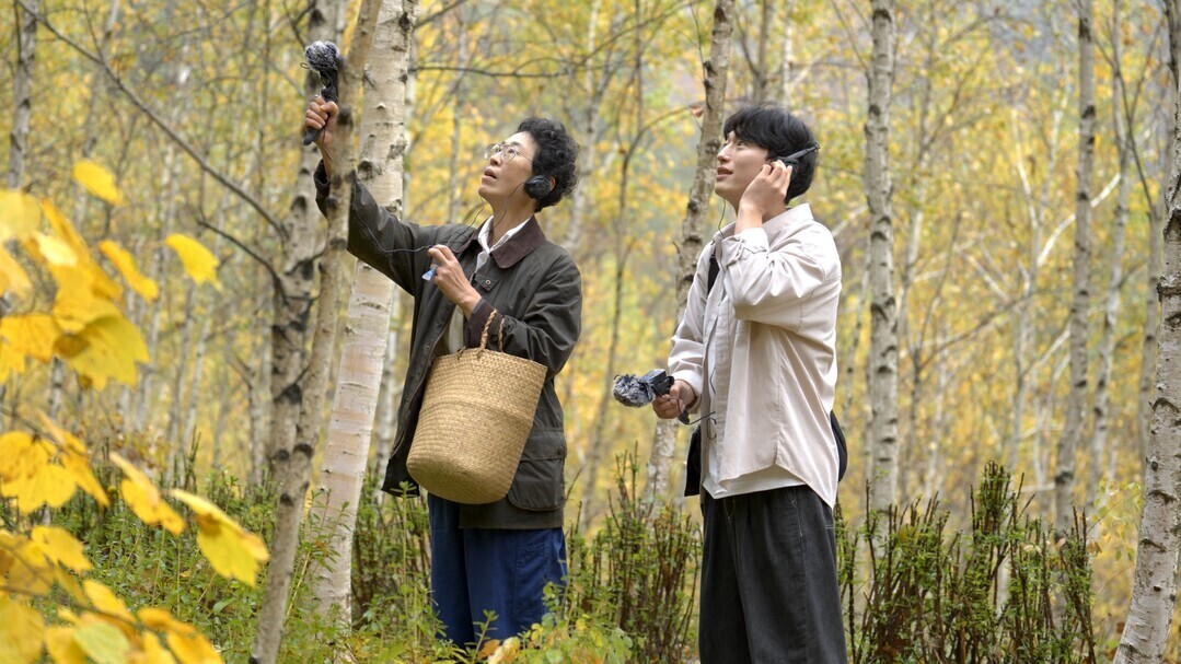 사진= 태백시:지지리골 자작나무숲. 로컬세계DB