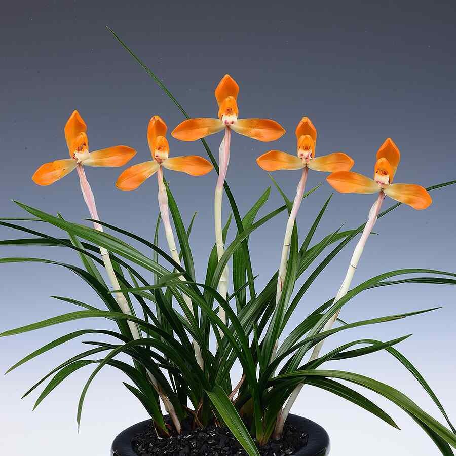 화순은 난 향기로 가득, 제8회 난명...