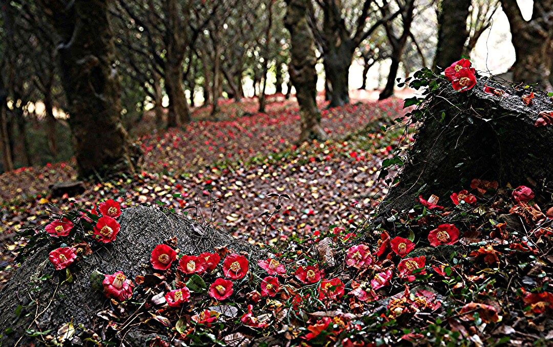 강진군 백련사 동백꽃 축제에서 소중한...
