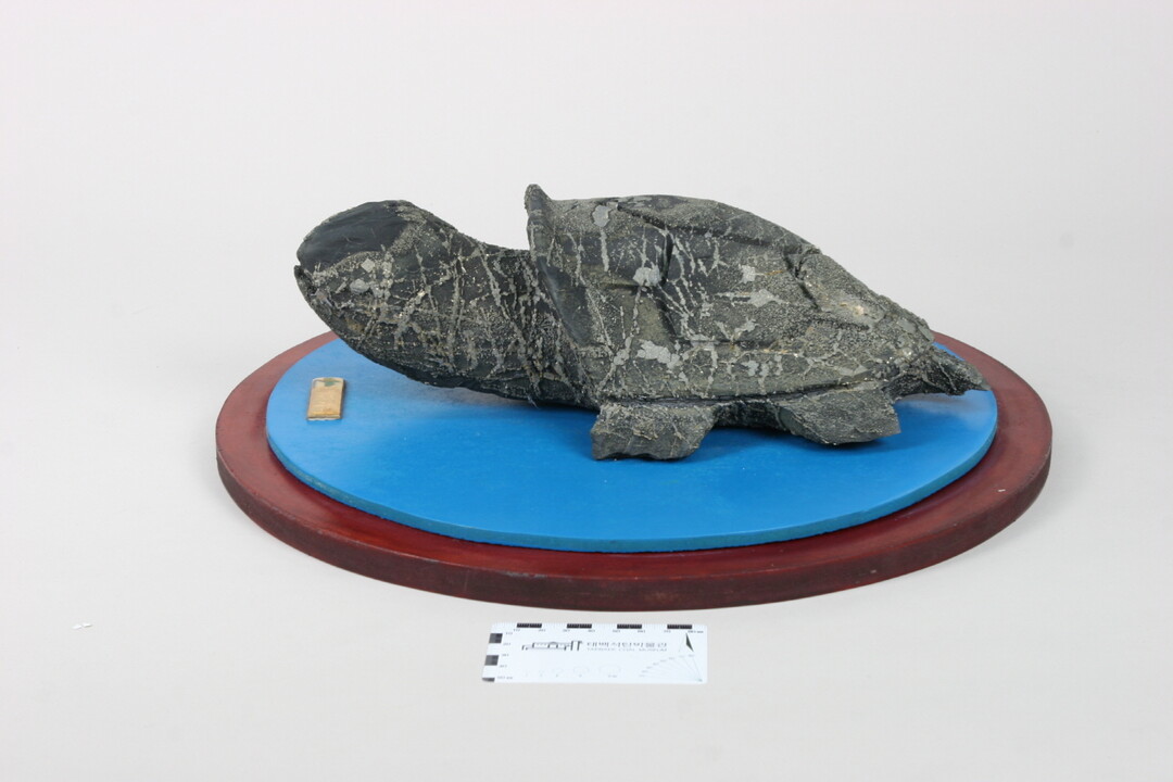 태백시, 석탄박물관 유물 기증 확대