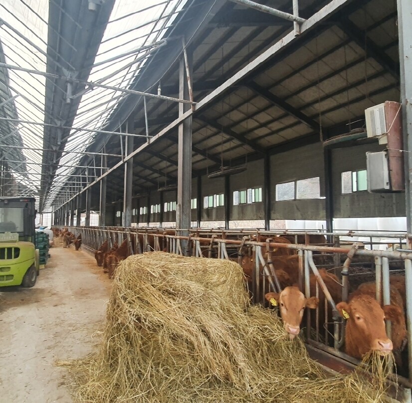 김해지역 축산농가 자료사진. 김해시제공