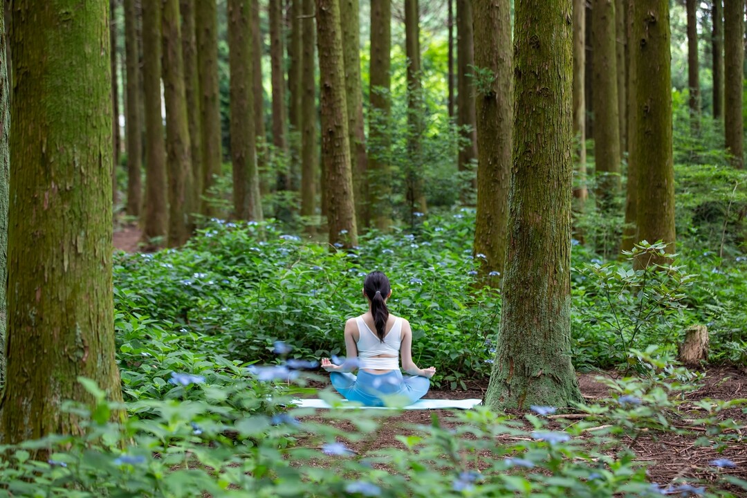하이원리조트 숲 체험 웰니스 프로그램. 강원랜드 제공