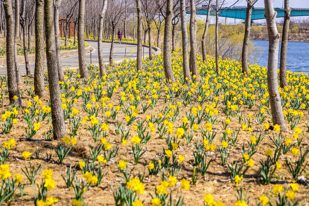 인천 계양아라온, 수선화 만개 시작…...