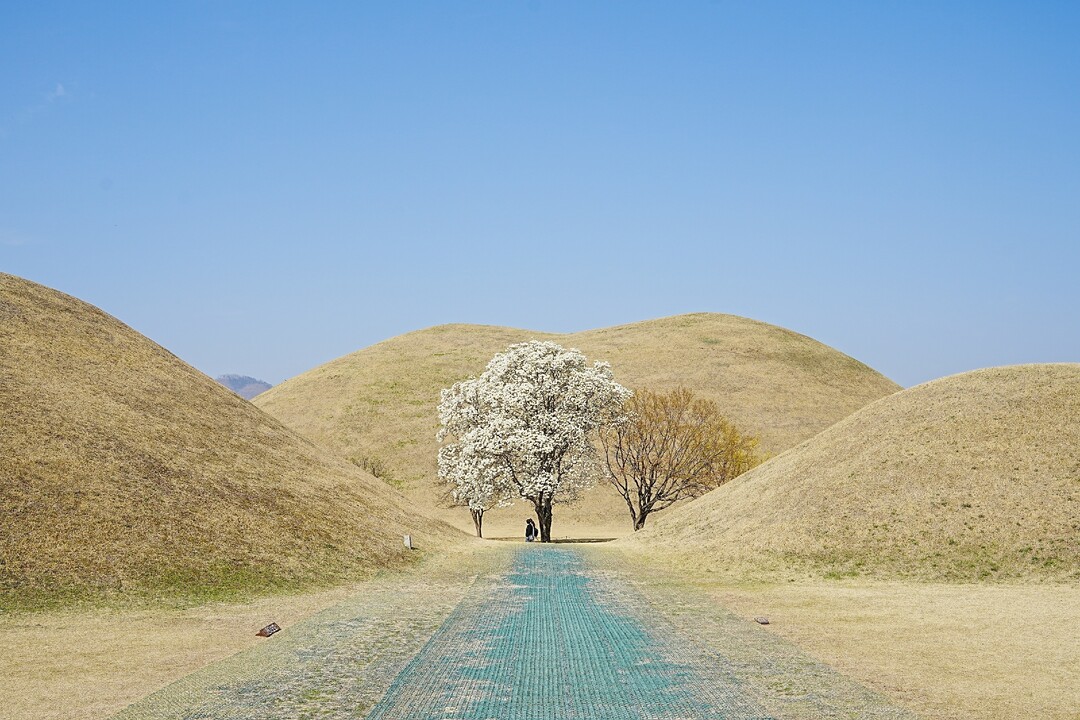 경주시 대릉원에 활짝핀 목련꽃.경주시제공