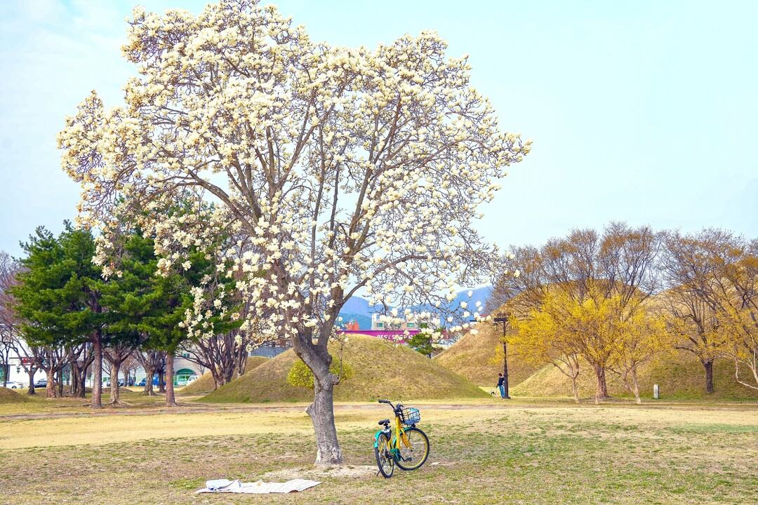 경주시, 목련과 고분 어우러진 ‘봄 ...