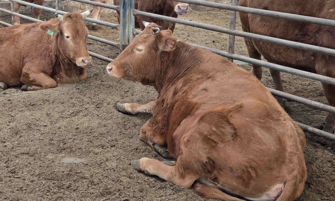 담양군 김동관씨 우량 암소 두마리 각...